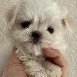 Aramis - White male Maltese puppy in San Diego, Temecula, Ontario, California from Yorkie & Maltese Royalty