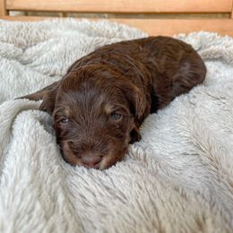 Bernedoodle Puppies from Boutique Bernedoodles & Co.