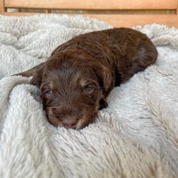 Bernedoodle Puppies from Boutique Bernedoodles & Co.