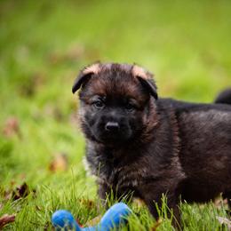 "Black" German Shepherd Puppies from MCX K9