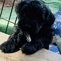 Goldendoodle Puppies from Thompson Creek Doodles