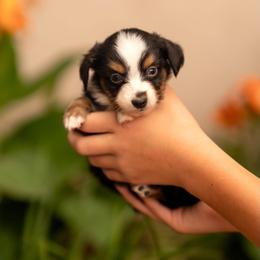 Magnolia - Black tri female Toy Australian Shepherd puppy in Carlsbad, New Mexico from New Mexico Aussies