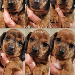 Blueprint K2 Litter - Red male Dachshund puppy in Mountain Grove, Missouri from Blueprint K9 Dachshunds- www.BlueprintK9.com