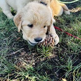 Strudel - Golden female Golden Retriever puppy in Peyton, Colorado from Jana Belanger