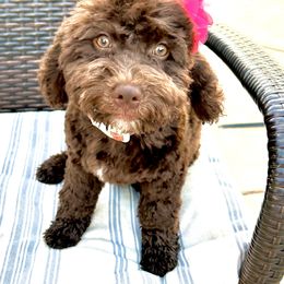 "Brownie-Female" Bernedoodle Puppies from Emma Grace Doodles