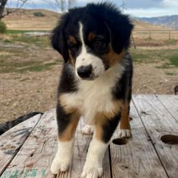 Marina - Black tri-color female Australian Shepherd puppy in Preston, Idaho from KC Bar Ranch Aussies