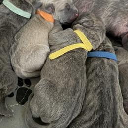 Formi - Fawn male Cane Corso puppy in Briggs, Texas from Capital City Corso’s