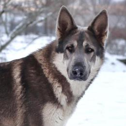 German Shepherd puppies from Oakmont Shepherds