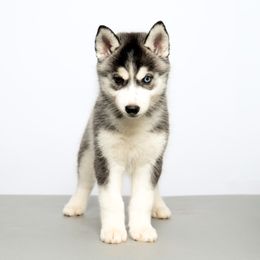 Ophelia - Black and white female Siberian Husky puppy in Meadow Vista, California from Thistle Hill Siberians