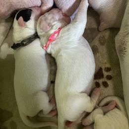 Dogo Argentino Puppies from Savs_sk9