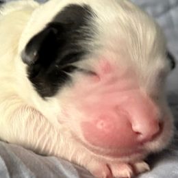 White Male - Black and white male Sheepadoodle puppy in Hilton, New York from Finger Lakes Doodles