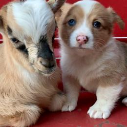 American Corgis and Pembroke Welsh Corgis from Summersville Corgis of Groves Farm