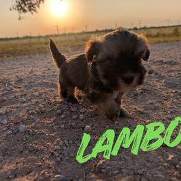 Lambo - Chocolate sable male Havanese puppy in Sebastian, Texas from Third Coast Havanese