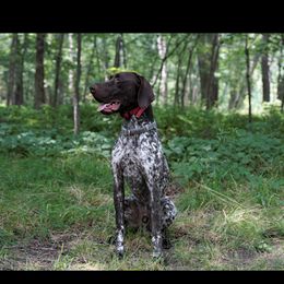 German Shorthaired Pointer All Grown Up from River Road Kennels