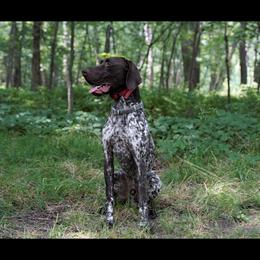 German Shorthaired Pointer All Grown Up from River Road Kennels