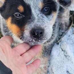 3rd choice male available - Blue male Australian Cattle Dog puppy in Dalton, Pennsylvania from Whiteduck Mountain Kennel AKC Australian Cattle Dogs and AKC Fox Red Labrador Retrievers