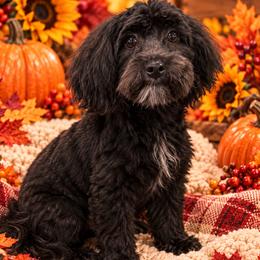 Morkie puppies from Aubrea's Morkies