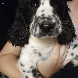 Penelope - Black and white female English Springer Spaniel puppy in Coxs Creek, Kentucky from Bluegrass Bend English Springer Spaniels