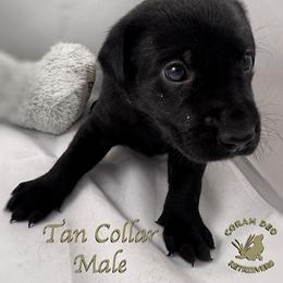 Tan Collar Male - Black male Labrador Retriever puppy in Greater Houston Area, Texas from Coram Deo Retrievers