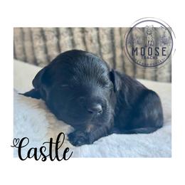 Castle - Black female Bernedoodle puppy in Belleville, Michigan from Moose Tracks Bernedoodles