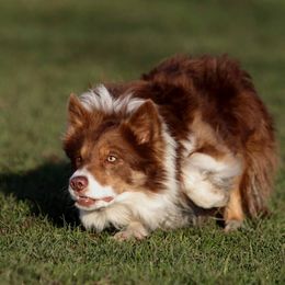 Ruari - Border Collie