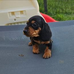 Lera - Black and tan female Dachshund puppy in Anaconda, Montana from Montana Country Dachshunds