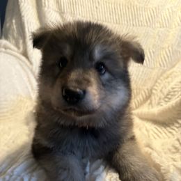 Orange Girl - Sable German Shepherd puppy in Depauville, New York from Davis Farm