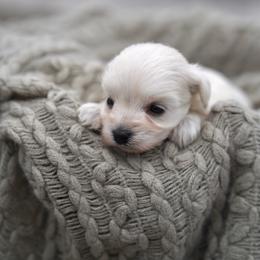Tinsel - White female Miniature Schnauzer puppy in Collinsville, Mississippi from Hillside Kennels