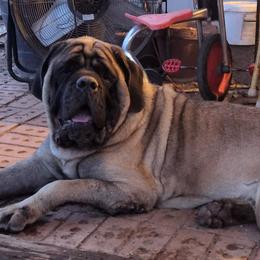 OBI - Mastiff
