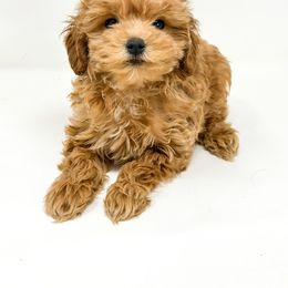 Jill - Red  female Goldendoodle puppy in Davison, Michigan from Dreaming Doodles
