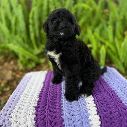 Sailor - Black female Goldendoodle puppy in Atlantic Beach, Florida from Glamorous Golden Doodles