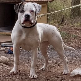 American Bulldogs from Skookum ABDs