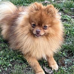 Regal - Pomeranian