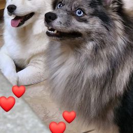 Companion Cross Puppies from Limited Edition Pomskies