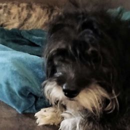 Ebby - Lhasa Apso