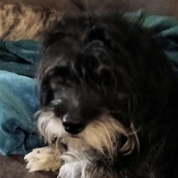 Ebby - Lhasa Apso