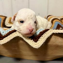 Luke - White male Poodle puppy in Willacoochee, Georgia from Kitandkboodle's Doodles