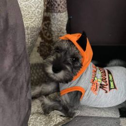 Miniature Schnauzer Puppies from Pierhaus Minature Schnauzers