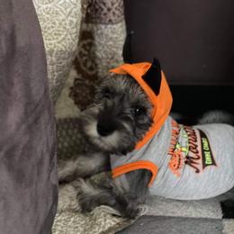 Miniature Schnauzer Puppies from Pierhaus Minature Schnauzers