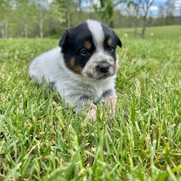 Pistachio - Blue male Australian Cattle Dog puppy in Olive Hill, Kentucky from Tompkins Farm