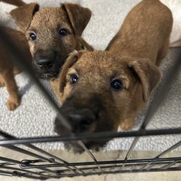 Orange - Red male Irish Terrier puppy in Woodland, California from Morrigan Irish Terriers