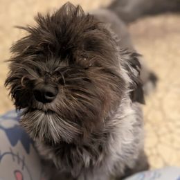 Odette - Black female Chinese Crested puppy in San Antonio, Texas from Charming Cresteds Kennel