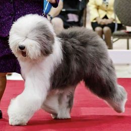 Old English Sheepdog All Grown Up from Whimzy Old English Sheepdogs