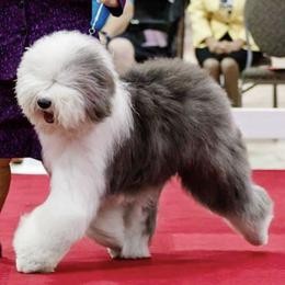 Old English Sheepdog All Grown Up from Whimzy Old English Sheepdogs