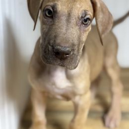 Beau - Fawn male Great Dane puppy in Hutchinson, Kansas from Dappled Danes
