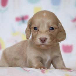 Tostito - Cream female Dachshund puppy in Cottage Grove, Oregon from Hidden Hills Dalmatians