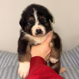 Spiez - Black tri-color male Australian Shepherd puppy in Anniston, Alabama from All Hale Aussies