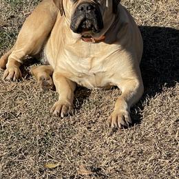 Sahara - Fawn female Bullmastiff puppy in Comer, Georgia from Caro Bullmastiffs