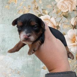 Thursday - Black and tan female Yorkipoo puppy in Coshocton, Ohio from Forever Family Puppies