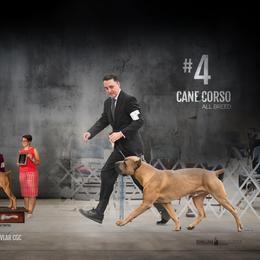 Kevlar - Cane Corso